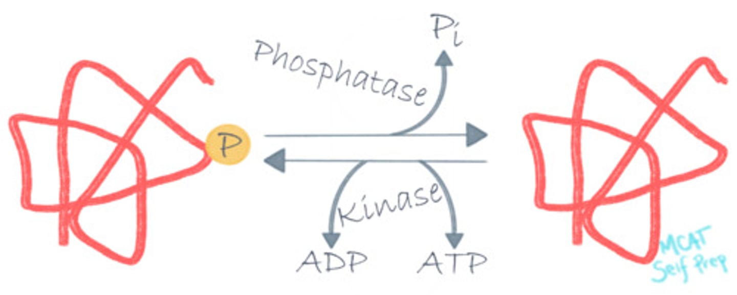 <p>(D) I and II Only</p><p>Phosphorylation is a protein modification that is involved with enzyme activity and helps promote the catalysis reaction. It requires ATP.</p>