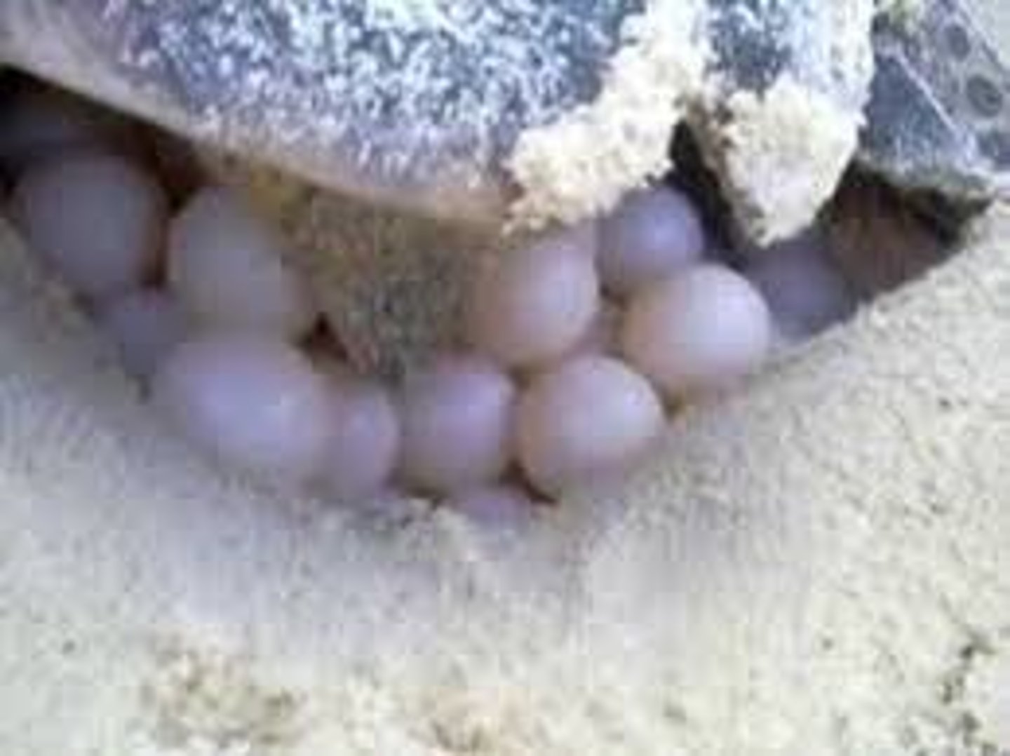 <p>egg/eggs</p>