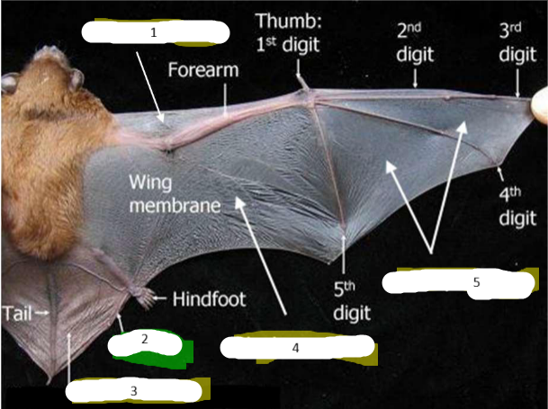 <p><em>Anatomy of a Bat</em></p>