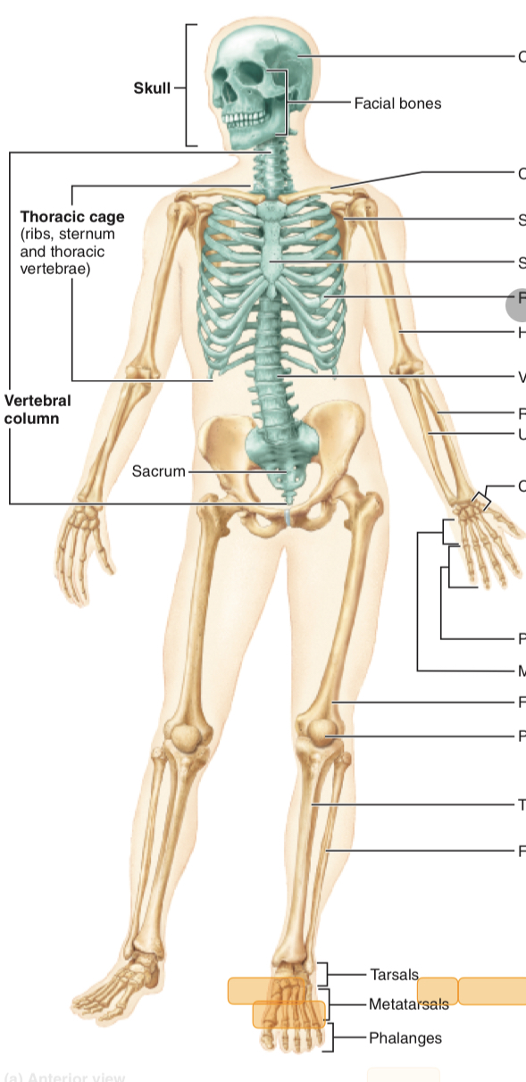<p>Skull, vertebral column, thoracic cage, sacrum, coccyx</p>