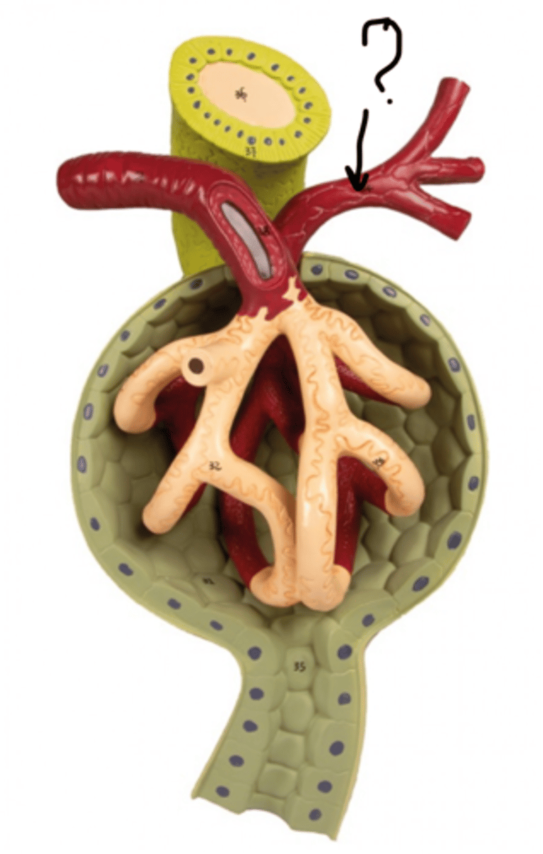 <p>Name this vessel</p>