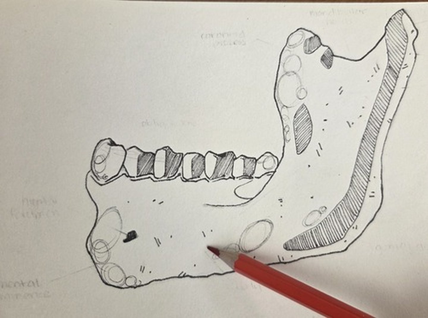 <p>the thick, bony part of the mandible that anchors the teeth</p>