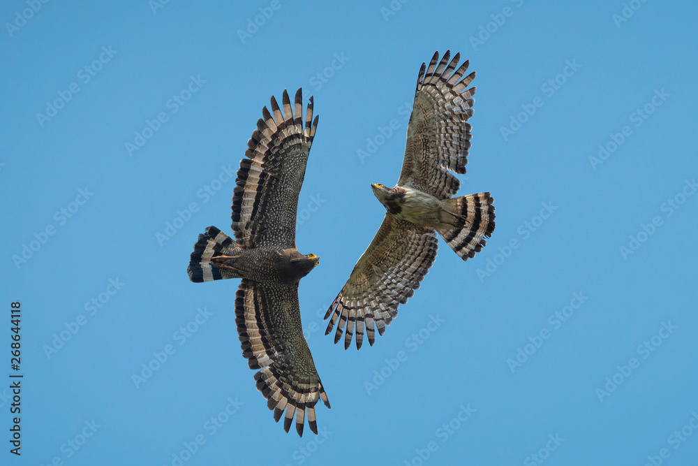 <p>Crested Serpent Eagle</p>