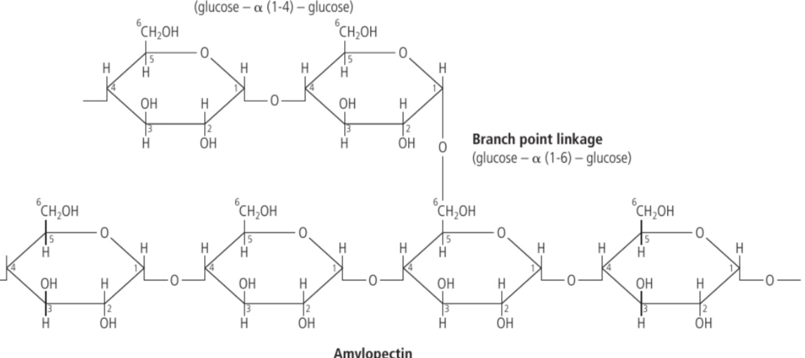 <p>a type of starch where the carbon #1 is bonded to the carbon #6 of adjoining glucose.</p>