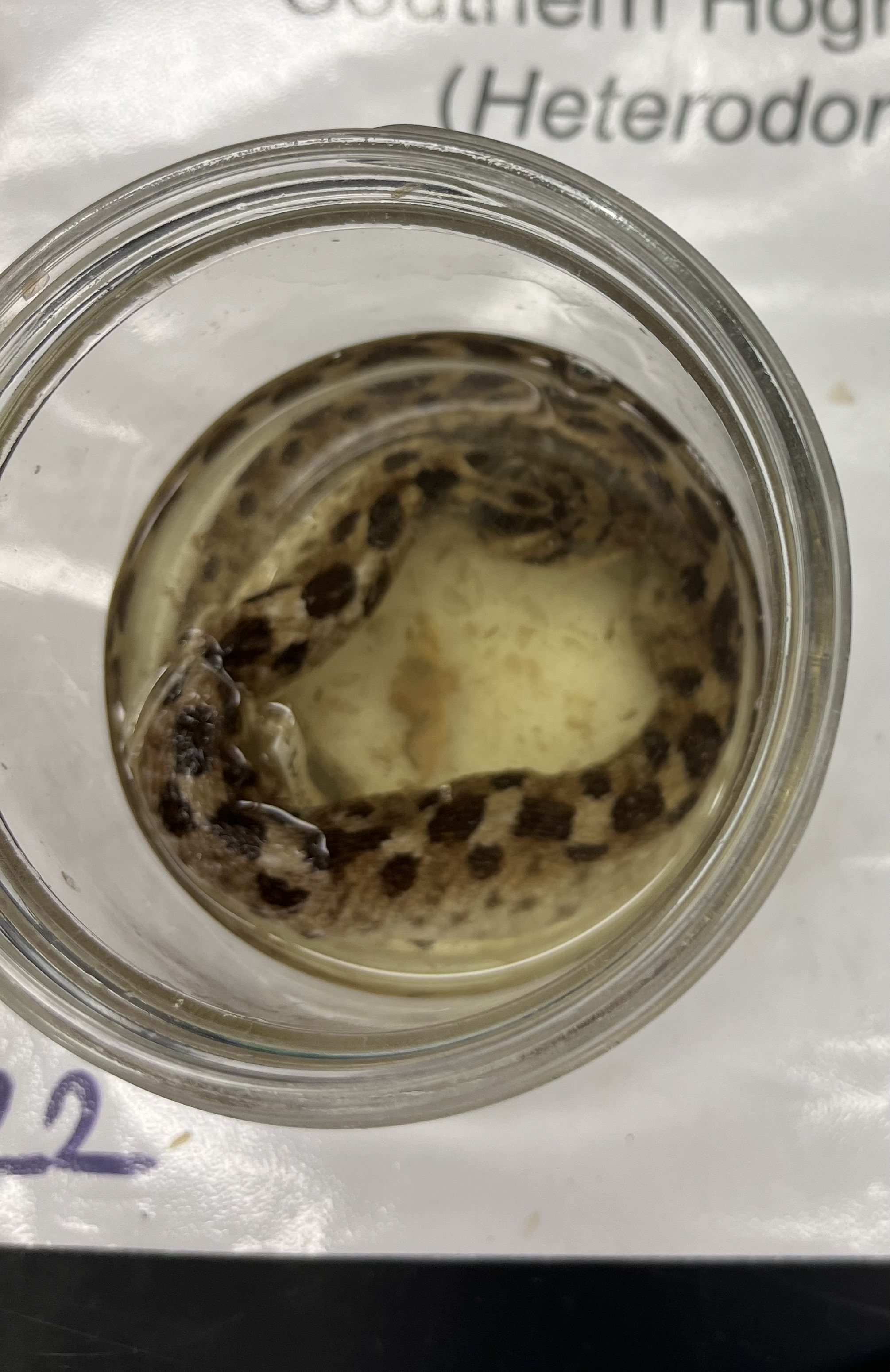 <ul><li><p>hognose nose → fully upturned snout</p></li><li><p>tan with black spots</p></li><li><p>white belly</p></li></ul><p></p>
