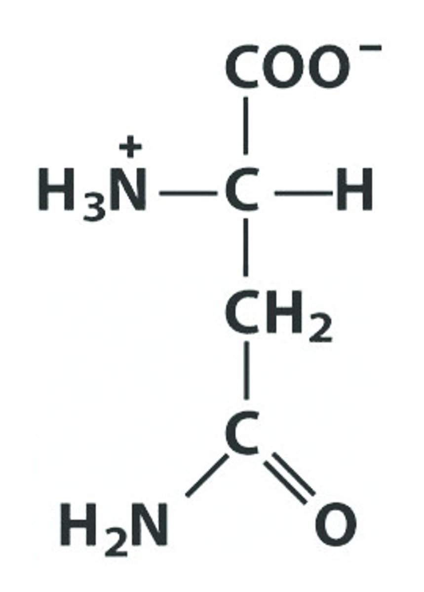<p>Give the symbol, abbreviation, name of this amino acid</p>