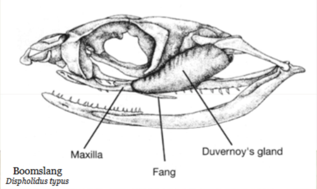 <p>posterior pair of teeth, on maxilla enlarged, usually grooved, aid in passage of venom but often ineffective, rear fanged colubrids (Heloderma)</p>