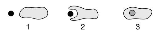 <p><span>Researchers claimed that a particular organelle originated from a free-living prokaryotic cell that was engulfed by a larger cell, as shown in Figure 1.</span><br><span>Figure 1. A model showing a cell engulfing a smaller cell</span><br><span>Which of the following provides evidence to best support the researchers' claim?</span></p>