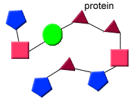 <p>The monomers or building blocks of proteins</p>