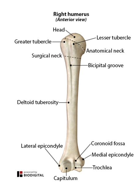 <p>-proximal end</p><p>-fits into the Glenoid cavity</p>