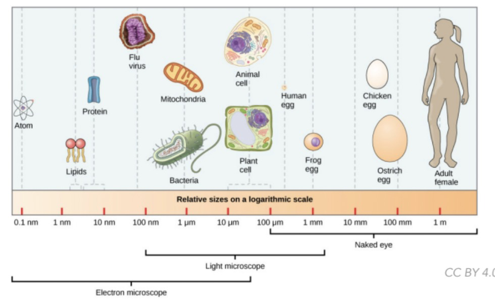 ==**0.1 nm - 10 µm**==

* Atom
* Lipids
* Protein
* Virus
* Bacteria
* Mitochondria
* Plant and animal cell