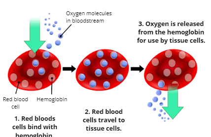 Explain the Process of Oxygenation