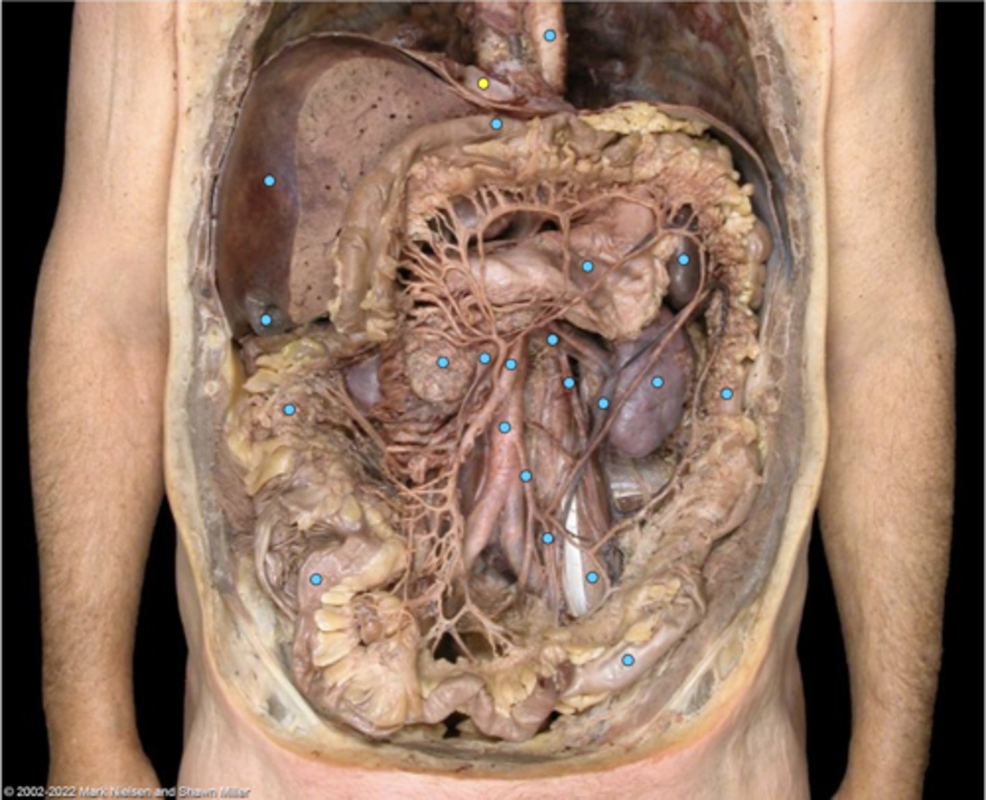 knowt flashcard image