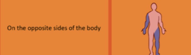 <p>refers to structures located on opposite sides of the body. </p>