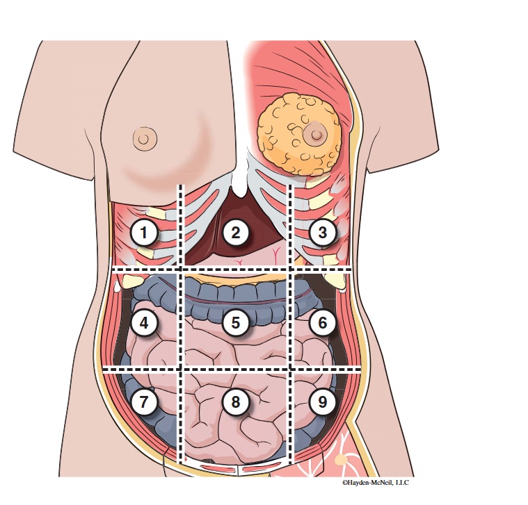 <p>What organs are apart of the left hypochondriac region?</p>