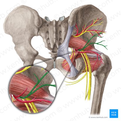 <p>Is <strong>inferior gluteal nerve </strong>sensory, motor, or mixed?</p>