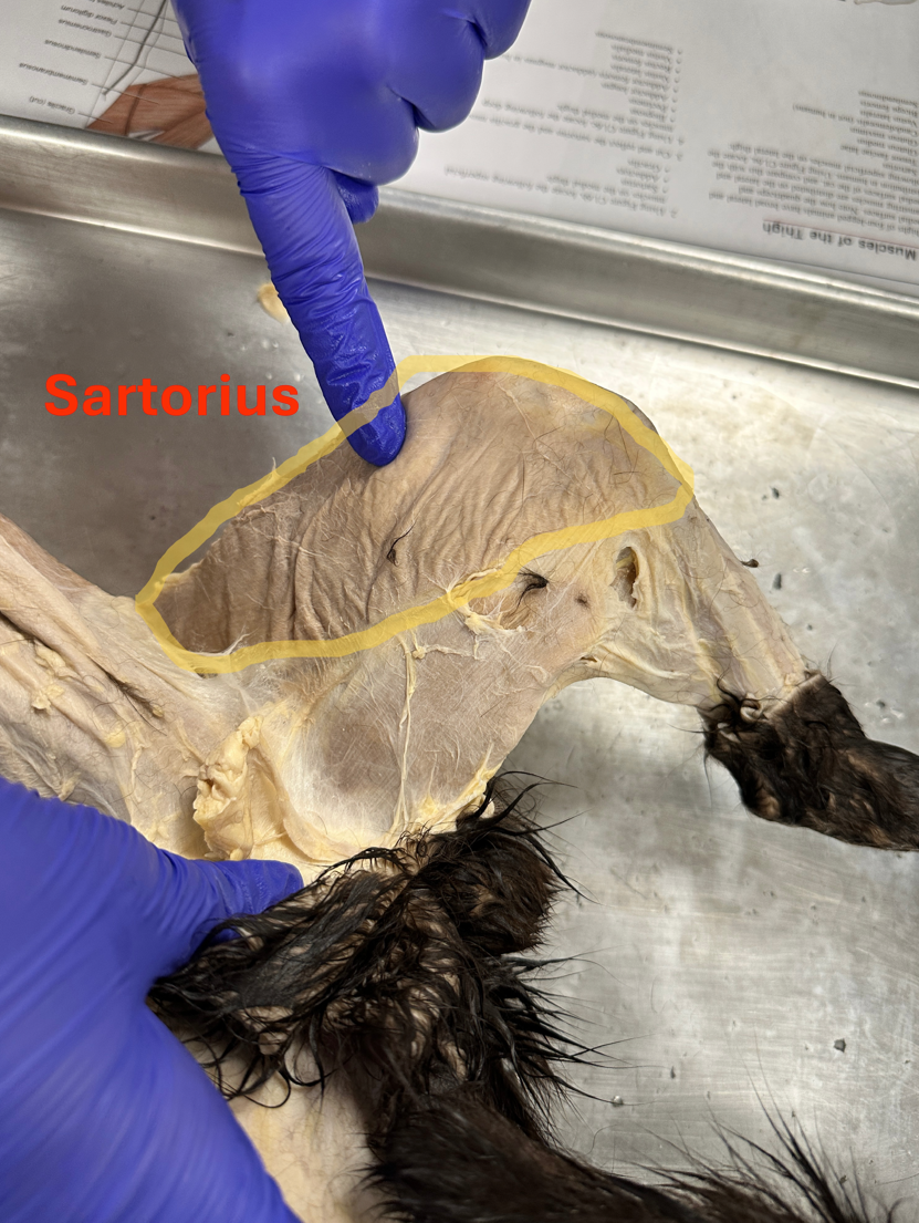 <p>Sartorius (<span style="line-height: 36px;">saar·<strong>taw</strong>·ree·is) (Anterior hind limb muscles)</span></p>