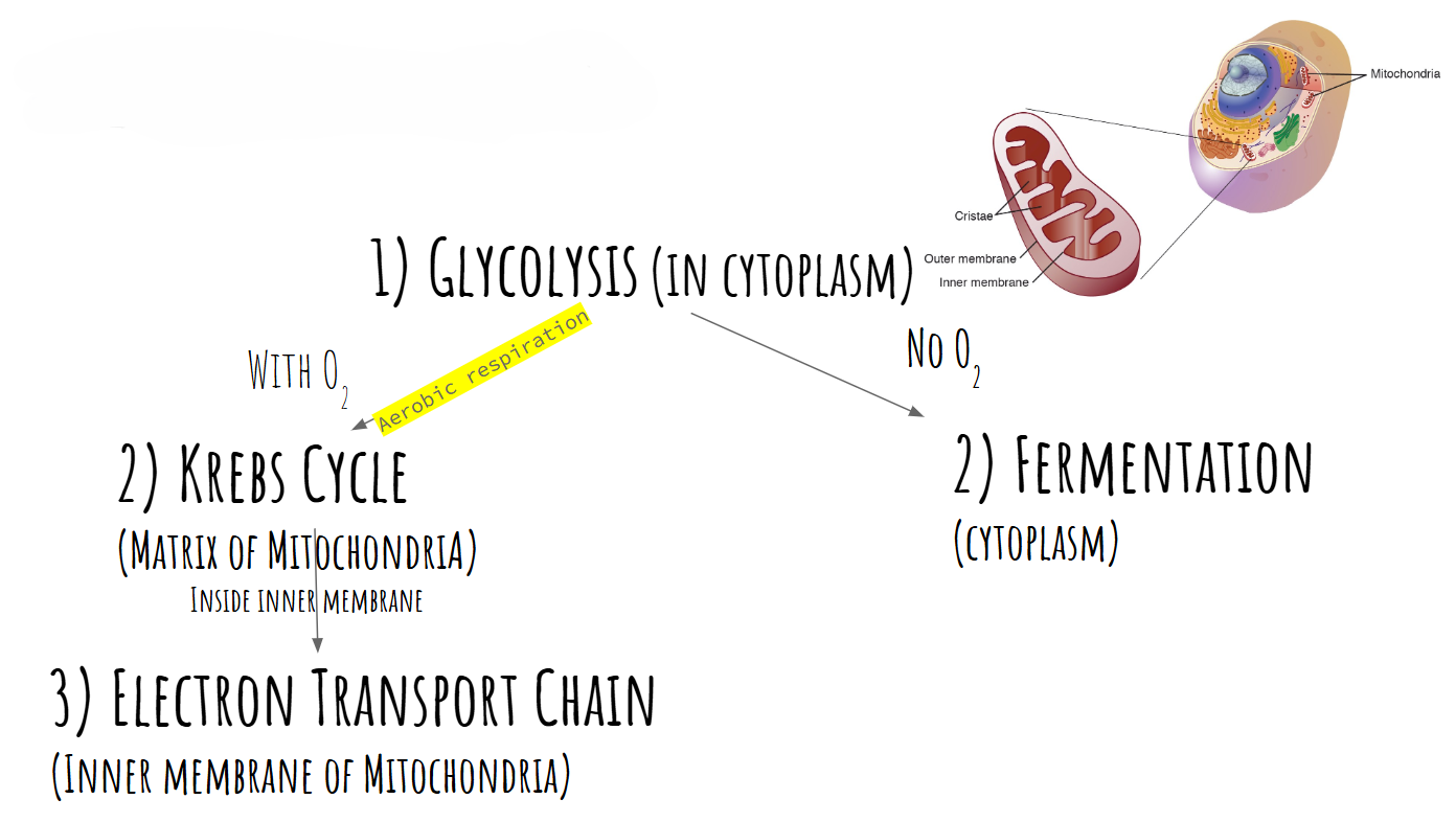 Cellular Respiration