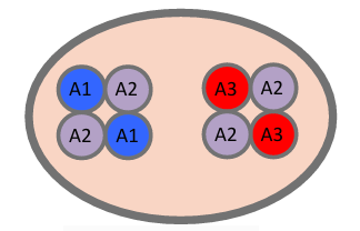 <p>GluA1 * GluA2 </p><p>GluA3 * GluA2</p><p></p><p>GluA1 voor LTP!!</p>