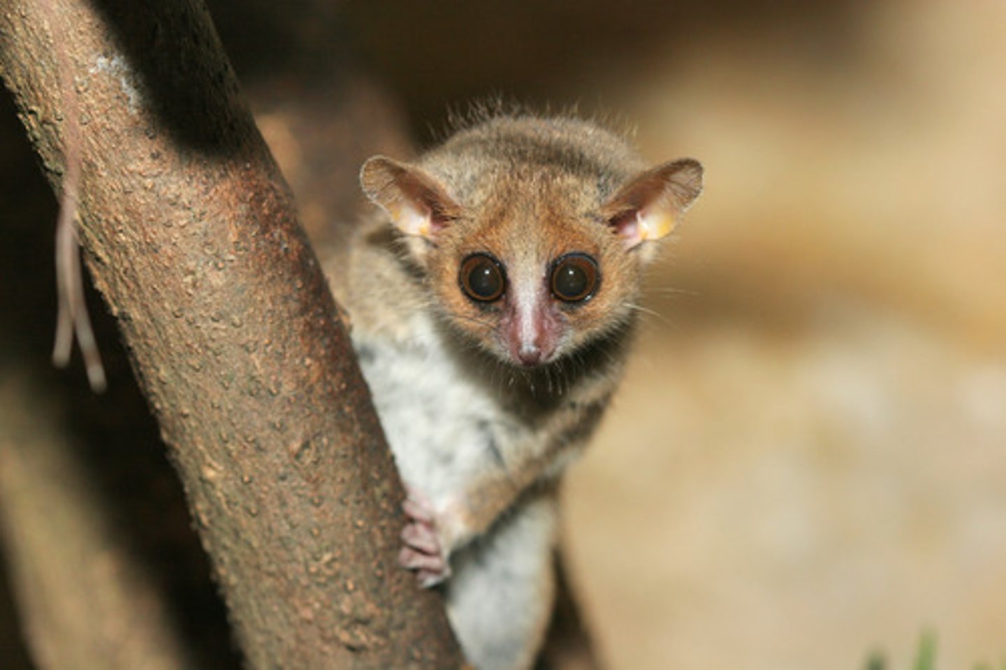 <p>Grey Mouse Lemur or Lesser Mouse Lemur</p>