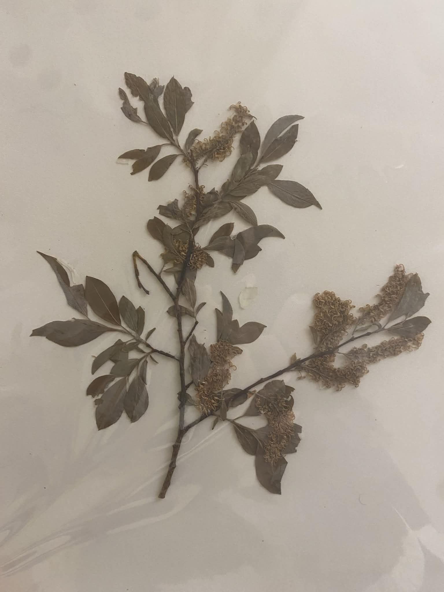 <p>Salicaceae, P, N, Salix bebbiana, bebb willow</p>