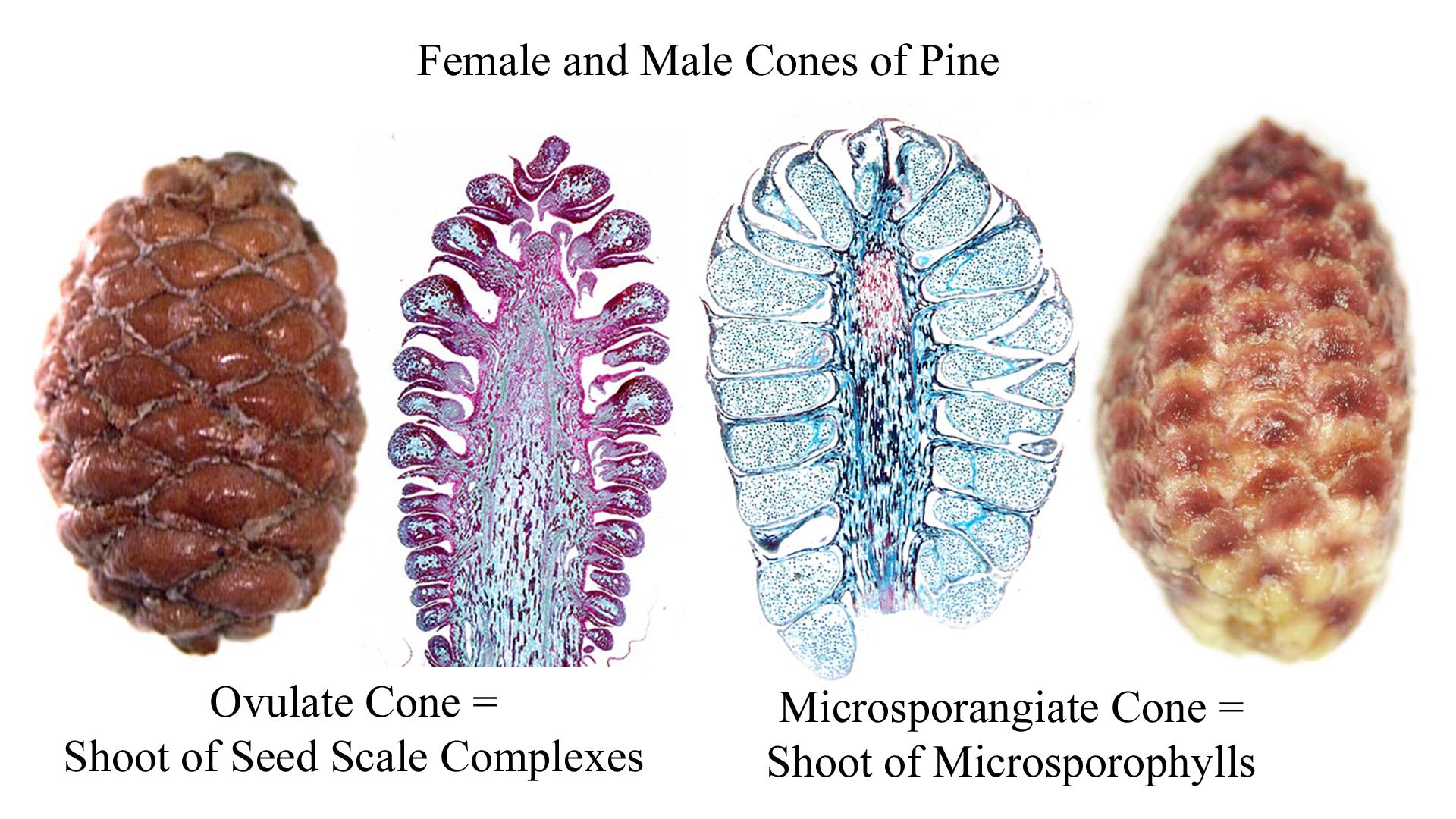 <p>In Coniferophytes, the male pollen-bearing exhibits</p>