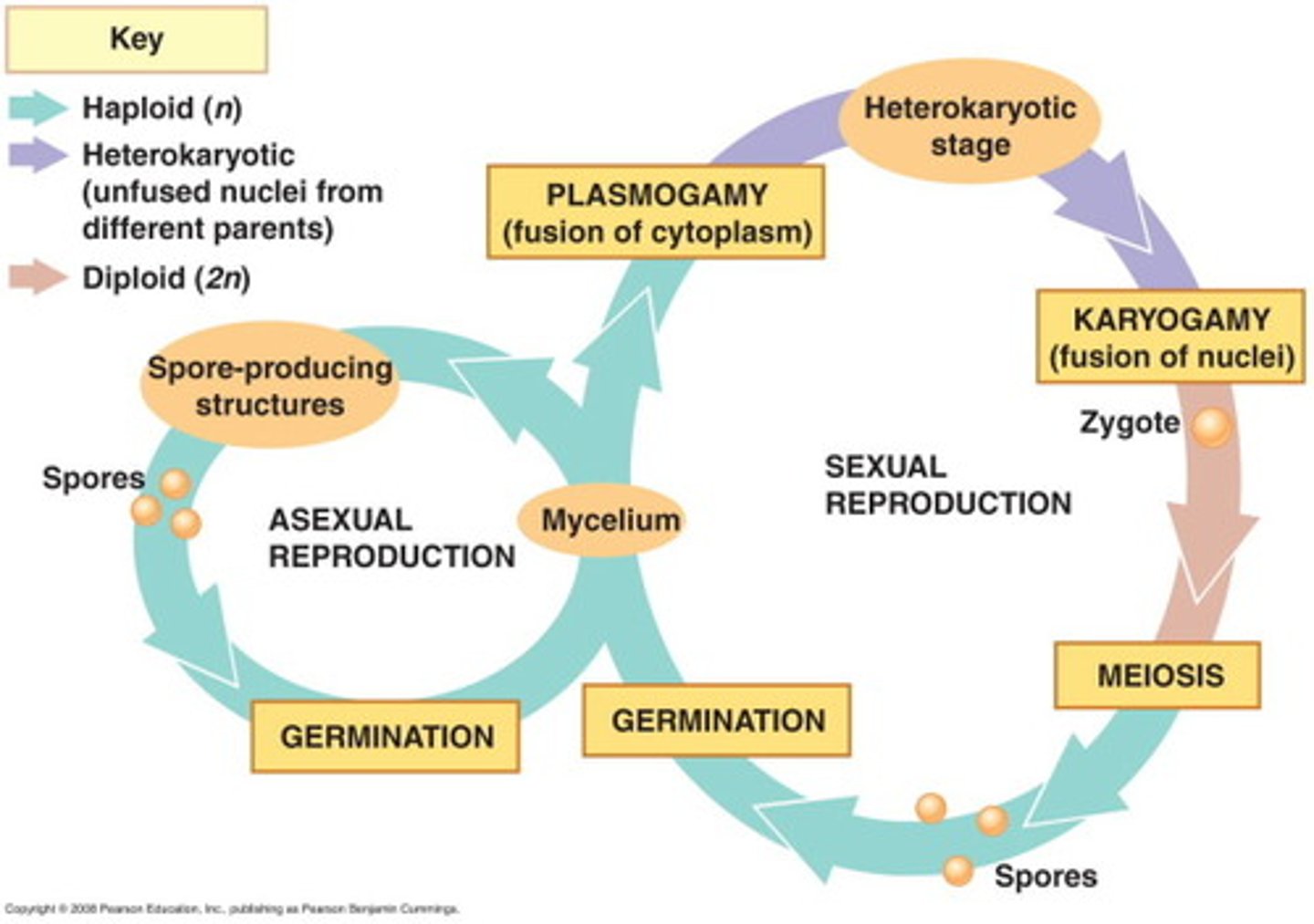 <p>plasmogamy, karyogamy, meiosis</p>