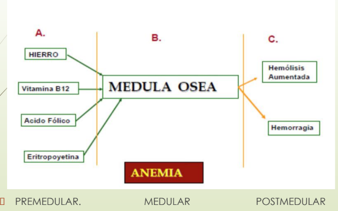 <p><span style="color: rgb(255, 101, 0);"><strong>Anemia PREMEDULAR</strong></span>: Carece de materia prima o los nutrientes que necesita para formar el glóbulo rojo, pero la medula funciona bien.</p><ul><li><p>Falta de: Hierro, Vitamina B12, Ác fólico, Vitamina C, Cobre, B6</p></li><li><p>Insuficiencia renal carece de eritropoyetina y tienen anemia</p></li></ul><p></p><p><span style="color: rgb(64, 255, 45);"><strong>Anemia MEDULAR</strong></span>: con aplasia medular o ocupación</p><p></p><p><span style="color: rgb(210, 0, 0);"><strong>Anemia POSTMEDULAR</strong></span><span style="color: rgb(140, 0, 0);">:</span> glóbulos bien formados, nutrientes correctos, pero los <strong>glóbulos rojos se rompieron o se perdieron</strong> x hemorragia o hemolisis autoinmune (anticuerpos los destruye)</p>
