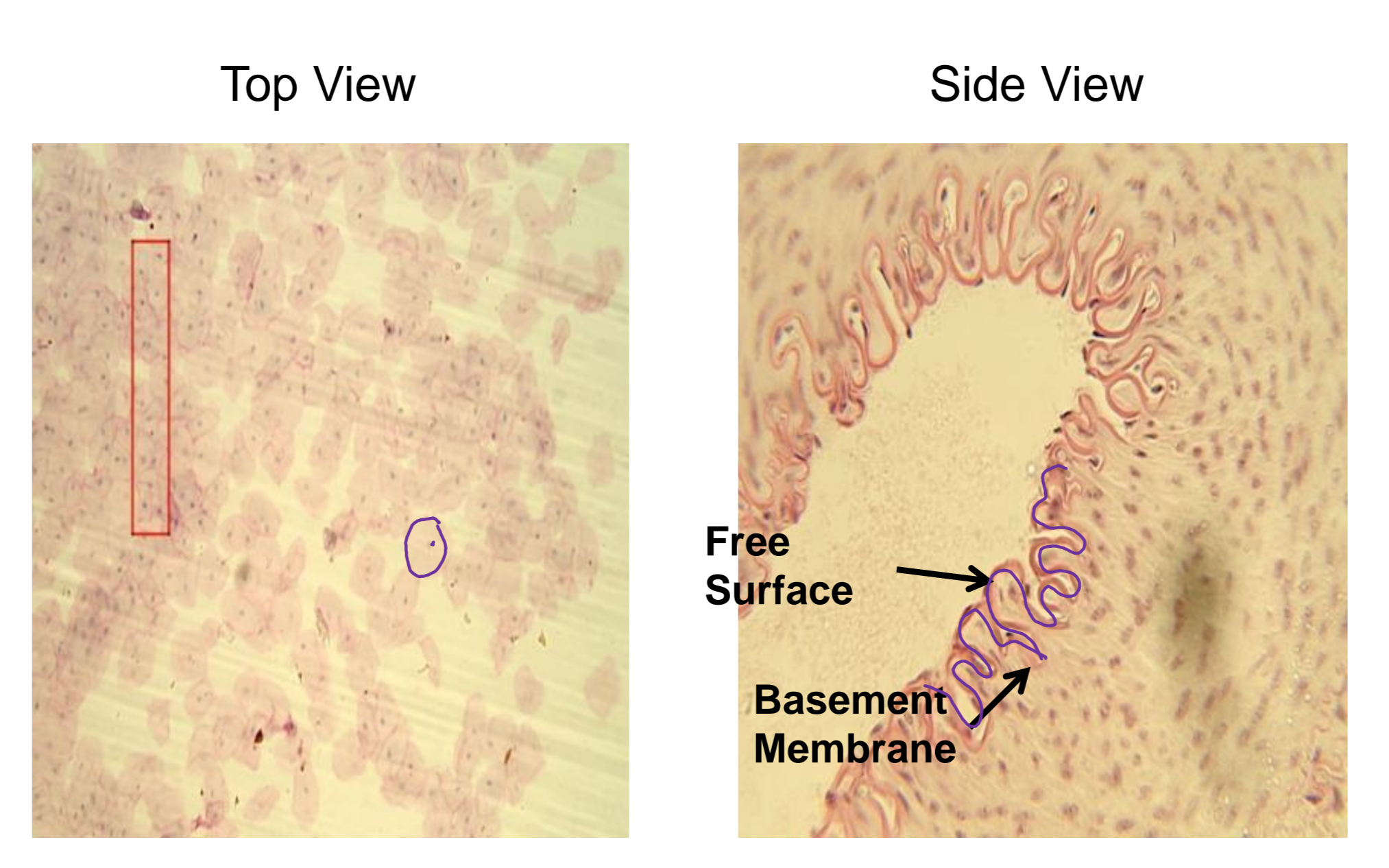 <p>what tissue is depicted in the image</p>