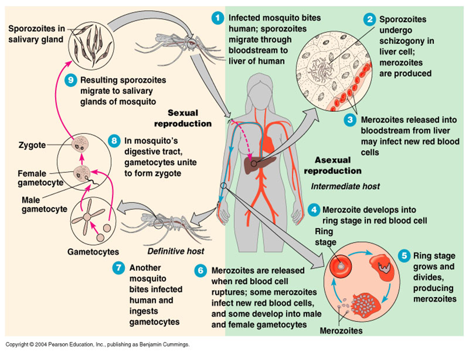 <p>asexual reproduction plasmodium</p>