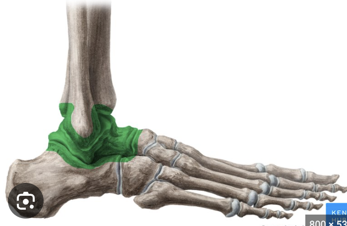 <p>joints: </p>