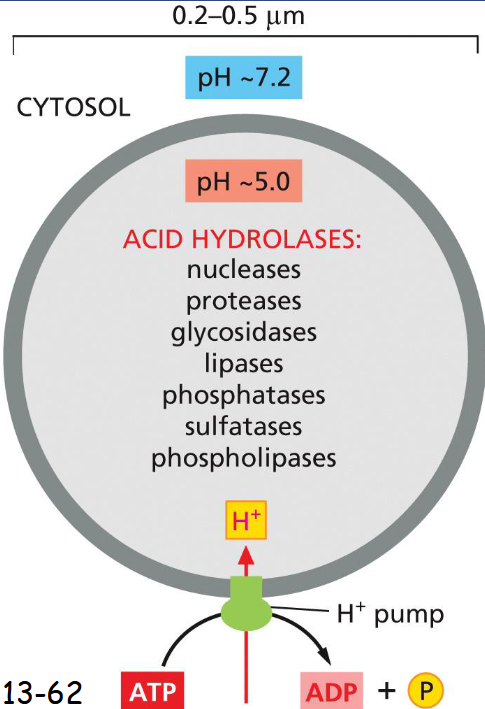 <p>intracellular digestion</p><p>contain acid hydrolases (active under acidic conditions)</p><p>An H+ ATPase in the membrane pumps H+ into the lysosome maintaining acidic pH</p>