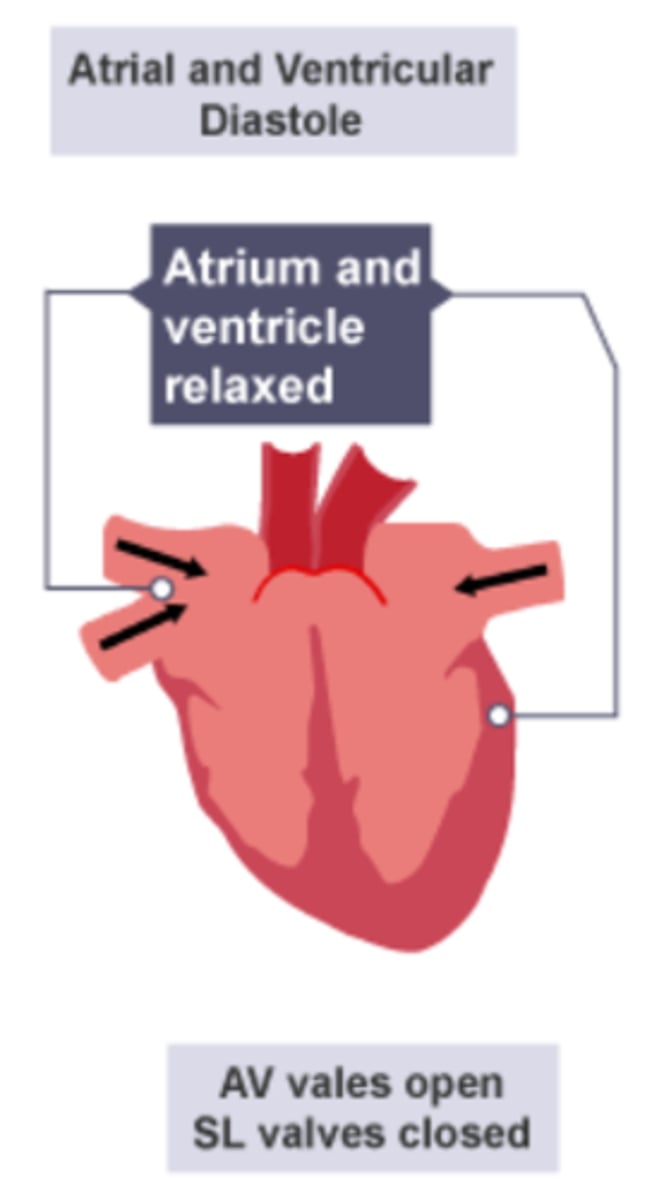 <p>● The heart is relaxed.</p><p>● Blood enters the atria, increasing the pressure and pushing open the atrioventricular valves.</p><p>● This allows blood to flow into the ventricles.</p><p>● Pressure in the heart is lower than in the arteries, so semilunar valves remain closed.</p>