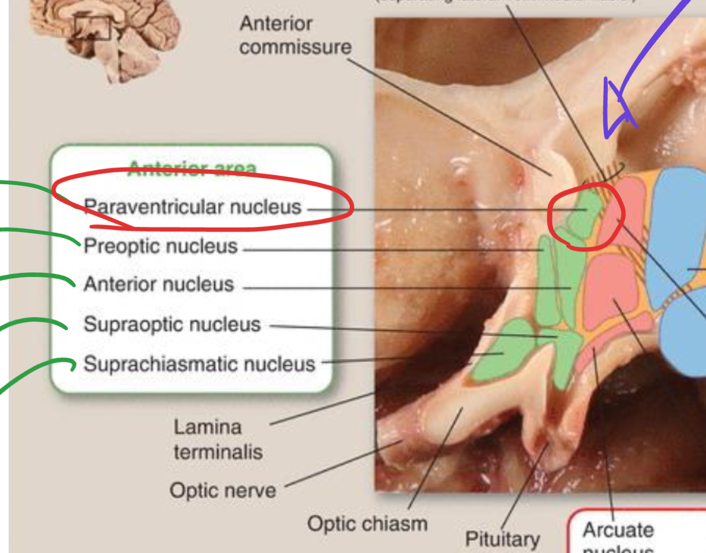 <p>Paraventricular nucleus</p>