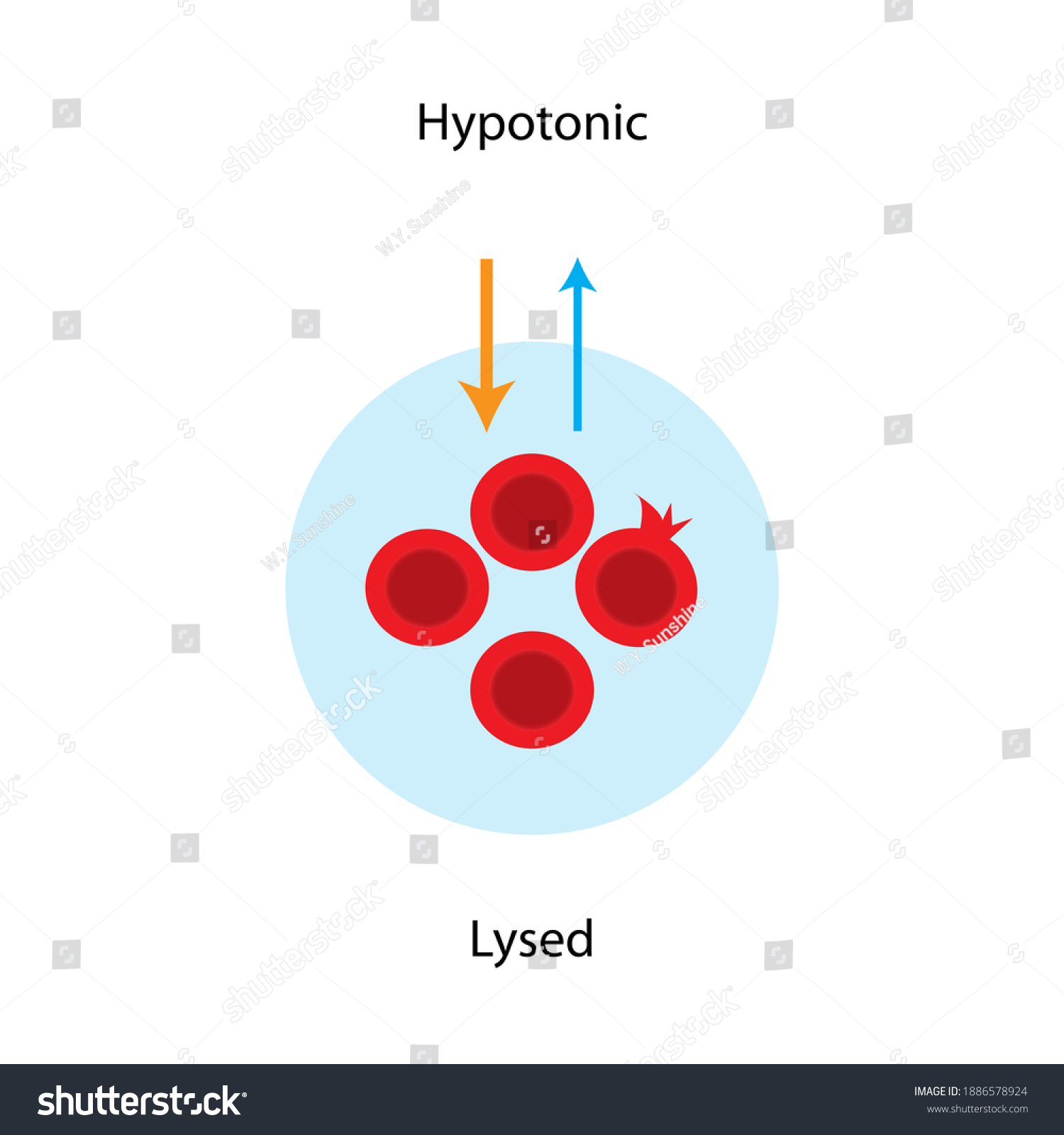 <p>Lyses and may explode</p>