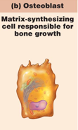 <p>make up the majority of the matrix</p><ul><li><p>cell responsible for bone growth</p></li><li><p>cell that creates bone</p></li></ul>