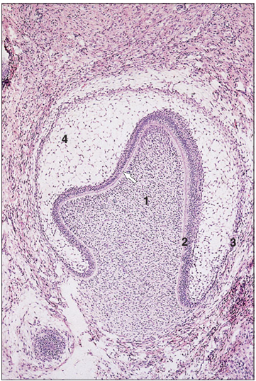 <p>Identify the structure:</p><p>Specie:</p><p>Parts:</p><p>1.__ 2.__ 3.__ 4.__</p><p>Stain used:</p>