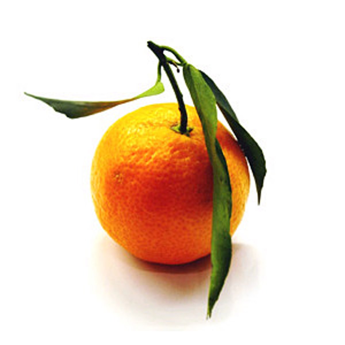 <p>jv zi orange</p>