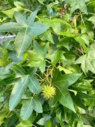 <p>Conical/pyramidal shape, variety of fall colors, sap is aromatic and congeals into balls, simple palmately-lobed star-shaped leaves (5-7 lobes), margins are dentate (teeth point outward), fruits are spiky balls (multiple of capsules)</p>