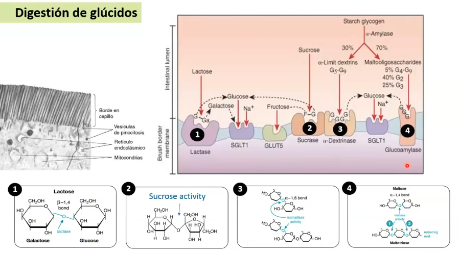 <p>Membrana apical de los enterocitos, con proteínas integrales que tiene actividad enzimática oligosacaridasa. </p><p>Oligosacaridos <strong>→ Monosacaridos</strong></p><p></p><p><span data-name="scissors" data-type="emoji">✂</span><span style="color: green"><strong>Lactasa</strong></span><strong> </strong>= degradar <strong>lactosa</strong> en glucosa y galactosa</p><p></p><p><span data-name="scissors" data-type="emoji">✂</span><span style="color: green"><strong>Sacarasa</strong></span>= degrada <strong>sacarosa</strong> en glucosa y fructosa</p><p></p><p><span data-name="scissors" data-type="emoji">✂</span><span style="color: green"><strong>Dextrinasa o isomaltasa</strong></span>= hidroliza (<strong>α 1→6)</strong> de las  <strong>α Dextrinas límite</strong></p><p></p><p><span data-name="scissors" data-type="emoji">✂</span><span style="color: green"><strong>Glucoamilasa o Maltasa</strong></span><strong>= hidroliza </strong>(<strong>α 1→4) </strong>de la <strong>maltosa o maltotriosa </strong>generando glucosa</p><p></p>