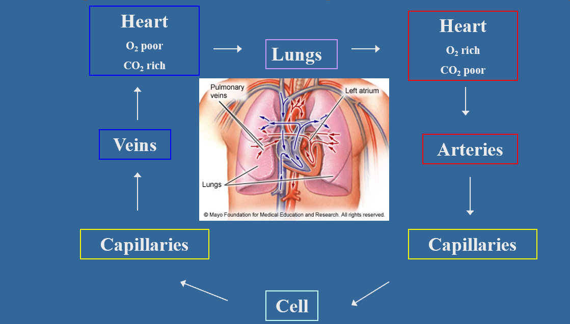 <p>How does circulation work?</p>