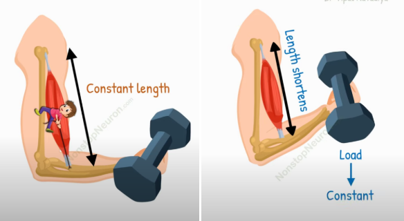 <p><strong>Isometric VS isotonic Muscle contraction</strong></p>