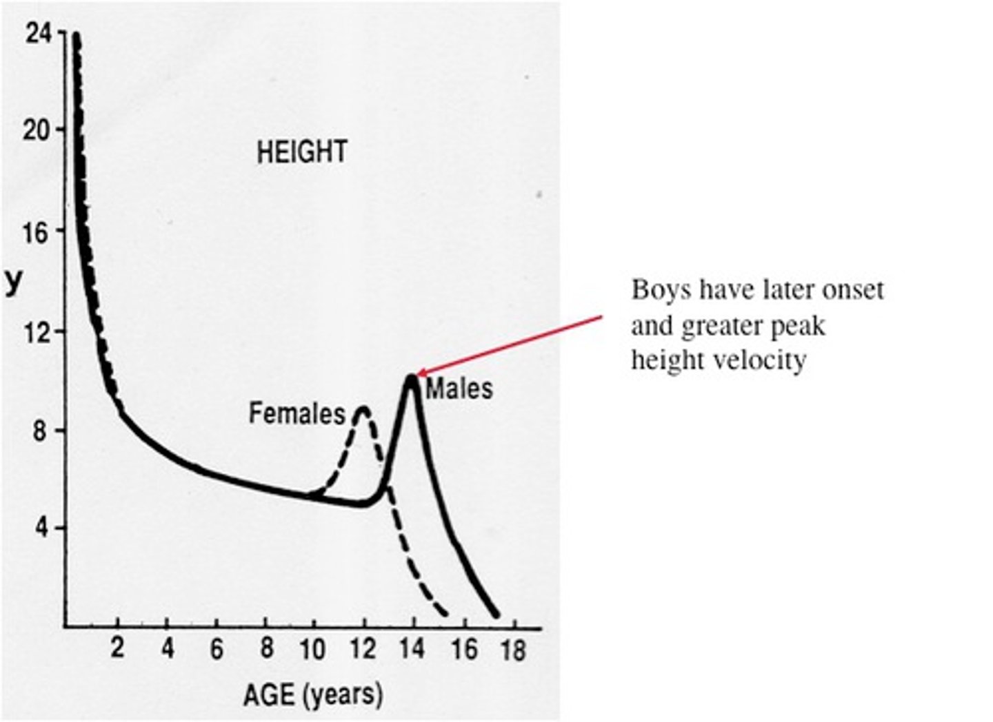 <p>a relatively sudden and rapid period of physical growth during puberty</p>