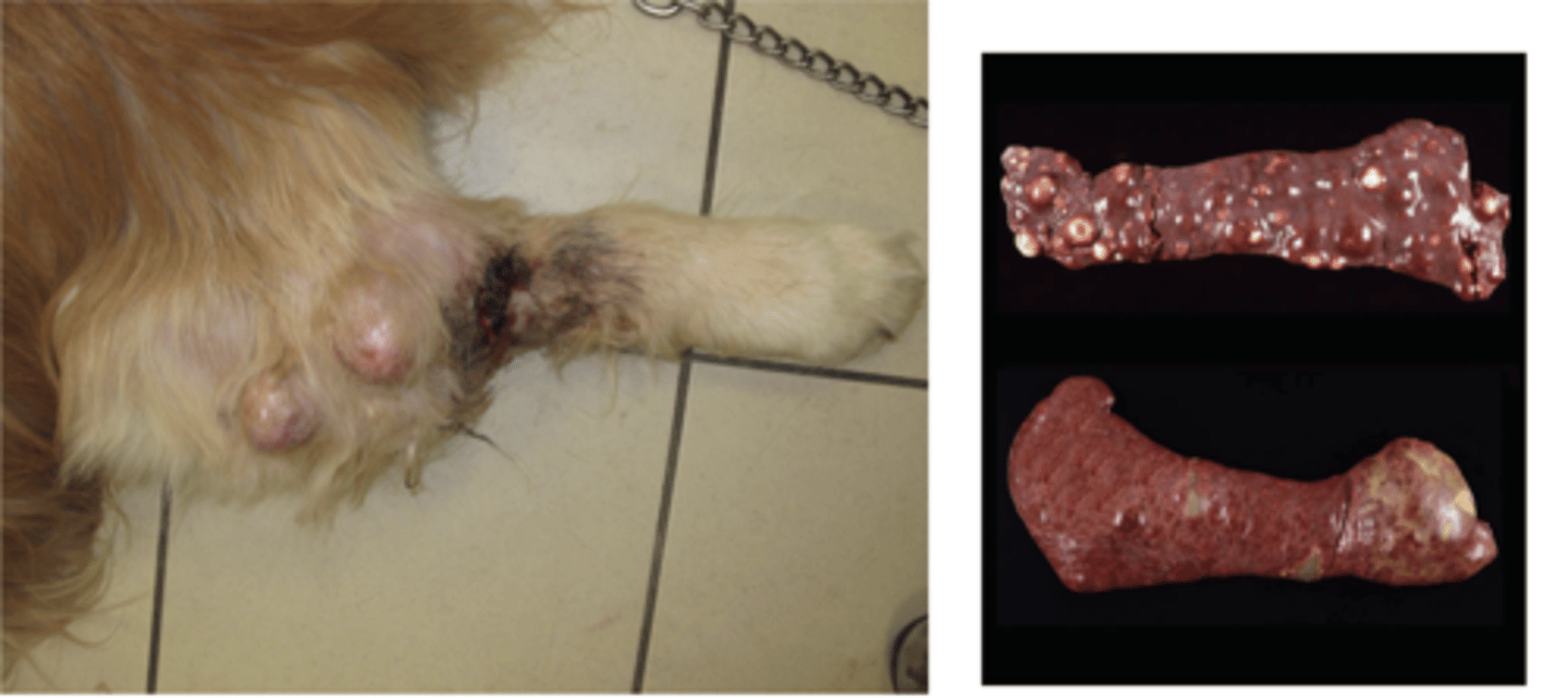 <p>What type of round cell tumor is this?</p>