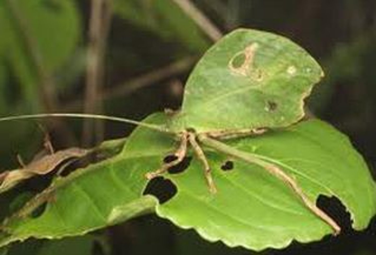 <p>An adaptation that enables a species to blend in with its environment</p>