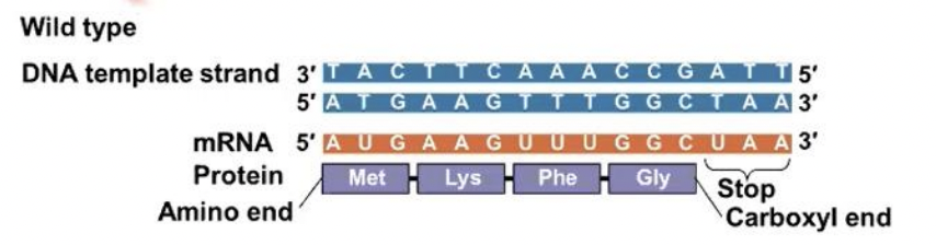 <p>nucleotide-pair substitution</p>