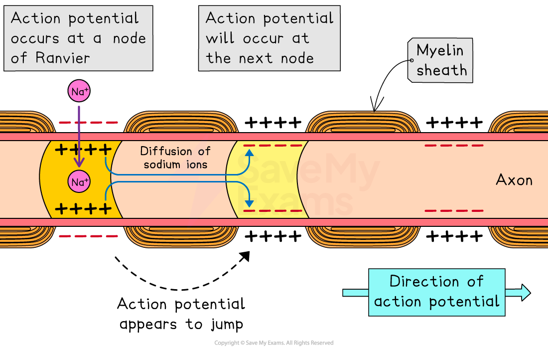 <p>use of myelin sheaths (fatty substance) surrounding the axon</p><ul><li><p>in CNS: oligodendrocytes</p></li><li><p>in PNS: schwann cells</p></li><li><p>speeds up AP from 2 m/s to 120 m/s</p></li></ul><p></p>