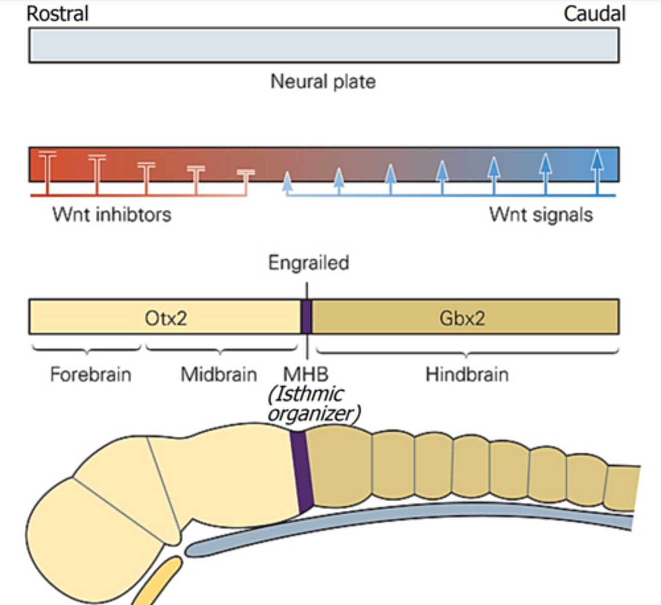 <p>Just as Shh and BMP are factors that affect signaling dorsal-ventrally of the neural plate, Mnt is a factor that affects the development of the neural plate rostral (anterior)- caudal (posteriorly).</p><p>The net level of Wnt signaling activity is low at rostral levels of the neural plate and increases progressively in the caudal direction. This activity gradient arises because the mesoderm that flanks caudal regions of the neural plate expresses high levels of Wnt, whereas the endoderm that underlies the rostral region of the neural plate is a source of secreted proteins that inhibit Wnt signaling.</p><p>In response to this Wnt signaling gradient and other signals, cells in anterior and posterior regions of the neural plate begin to express different transcription factors.</p>
