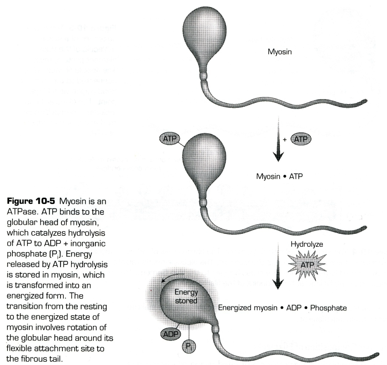 
1. Globular head of myosin binds ATP and splits off \n its terminal phosphate
2. ATP = ADP + Pi 

   
   1. Activates globular myosin head, causing it to pivot
3. Ready to work: pull actin