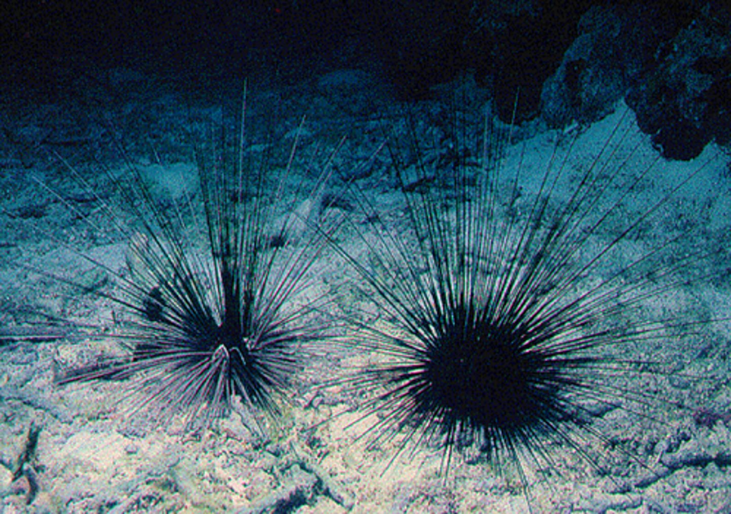 <p><em>Diadema paucispinum</em></p>